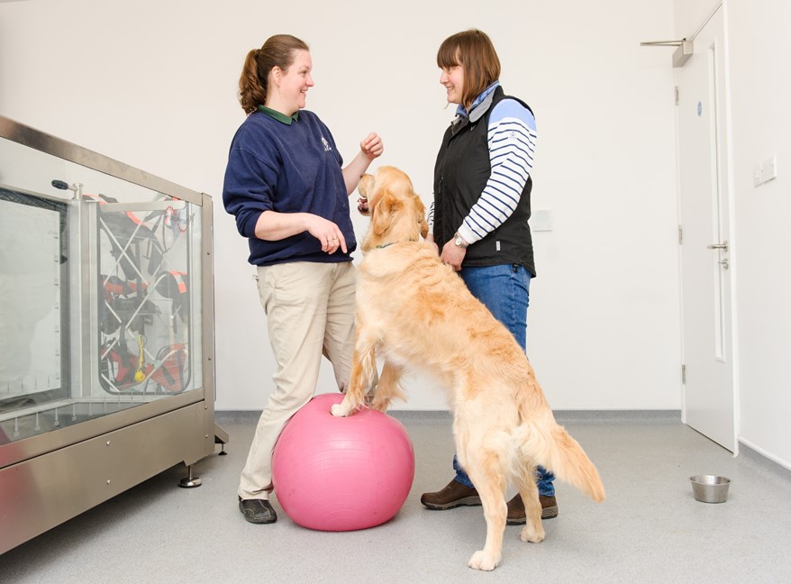 Animal physiotherapy store